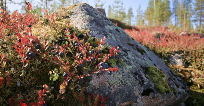 Rovaniemi forest foraging adventure: Pick, Prepare, Savor - FAQs