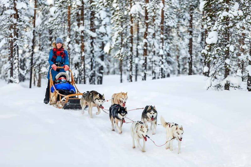 Rovaniemi: Full-Day Highlights Tour with Buffet Lunch - Who Should Consider This Tour?