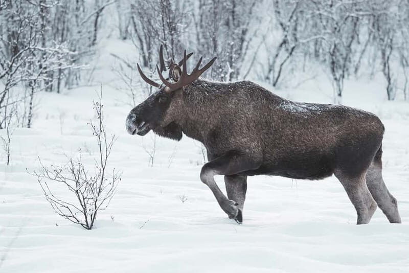 Rovaniemi: Full-Day Highlights Tour with Buffet Lunch - Final Thoughts