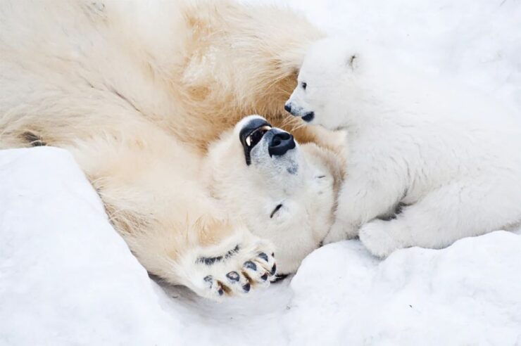 Rovaniemi: Full-Day Highlights Tour With Buffet Lunch - Activity Details