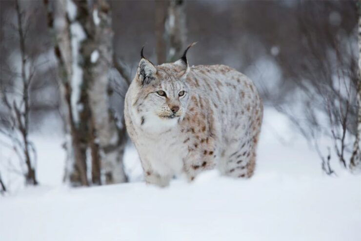 Rovaniemi: Full-Day Highlights Tour With Buffet Lunch - Experience Highlights