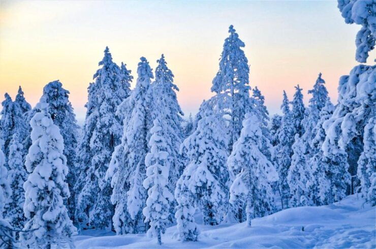 Rovaniemi: Guided Wilderness Snowmobile Ride - Experience Highlights