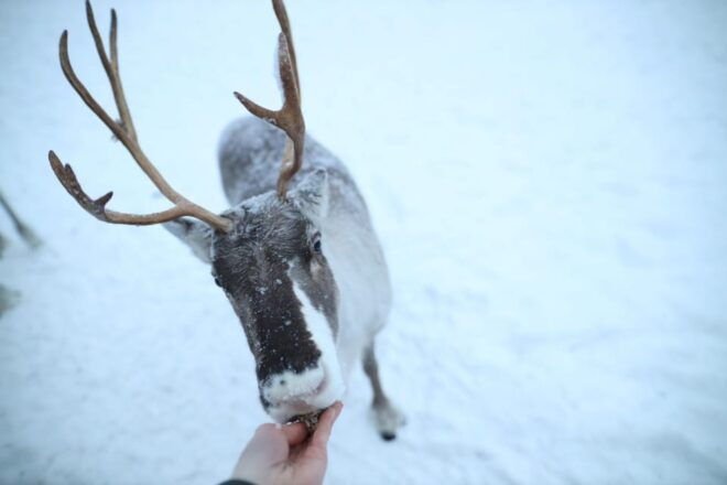 Rovaniemi Highlight Husky, Reindeers Sledge Ride Santa Claus - Pricing and Reservation Details