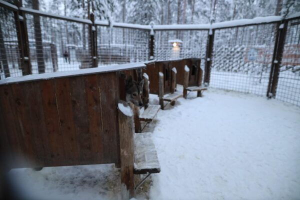 Rovaniemi Highlight Husky, Reindeers Sledge Ride Santa Claus - Hotel Pickup and Transportation
