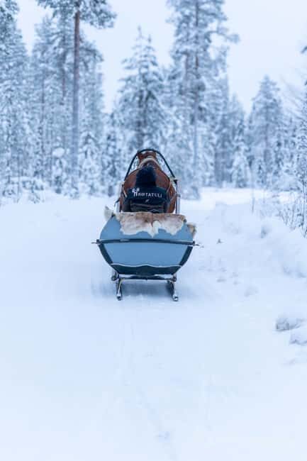 Rovaniemi: Horse-Drawn Sleigh Ride with Snacks and Transfer - Good To Know