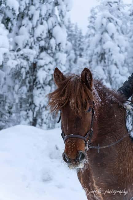 Rovaniemi: Horse-Drawn Sleigh Ride with Snacks and Transfer - Why This Tour Stands Out