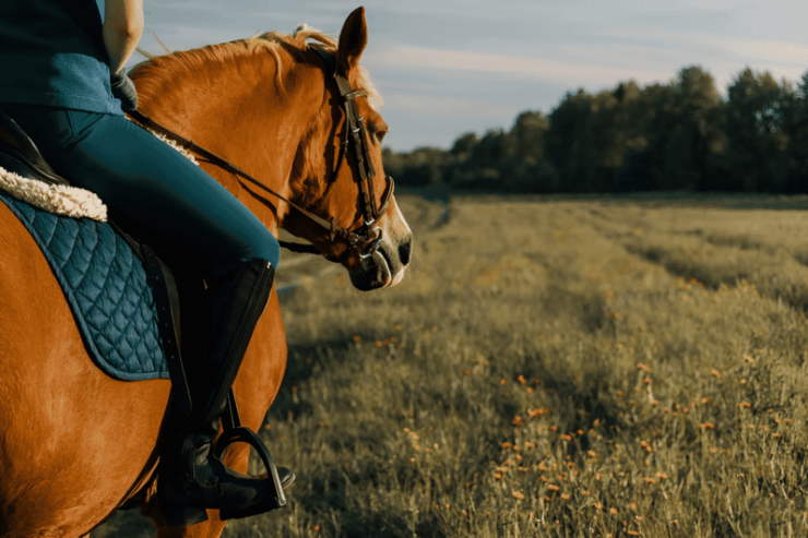 Rovaniemi: Horse Riding in Arctic Wilderness - Good To Know