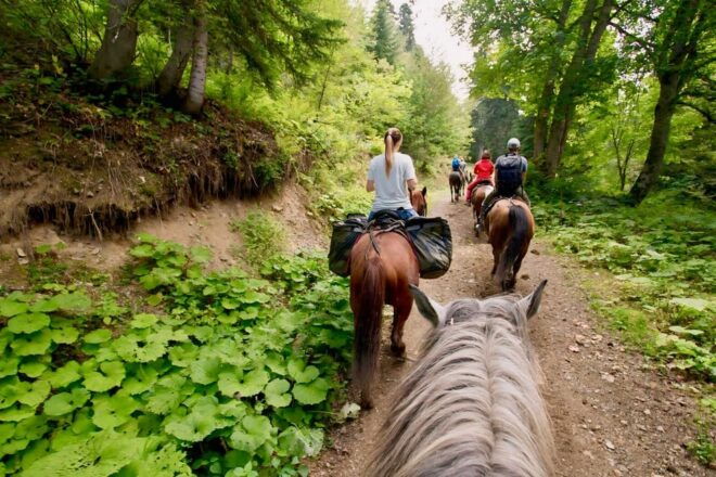 Rovaniemi: Horse Riding in Arctic Wilderness - Safety and Comfort Measures