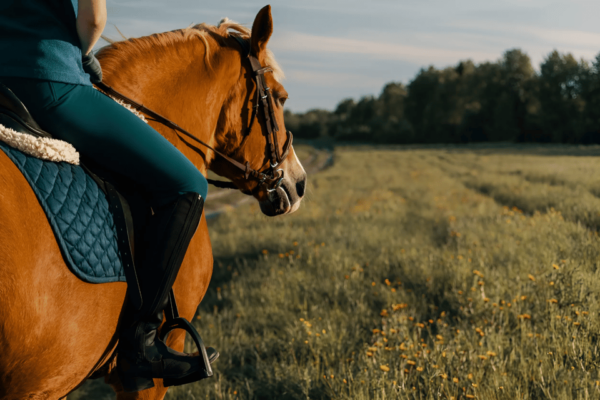 Rovaniemi: Horse Riding in Arctic Wilderness - Essential Items to Bring