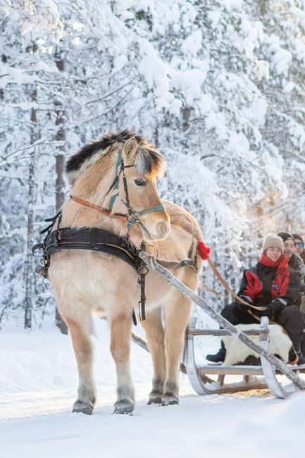 Rovaniemi: Horse Sleigh Ride under the Night Sky - What to Expect from the Horse Sleigh Ride