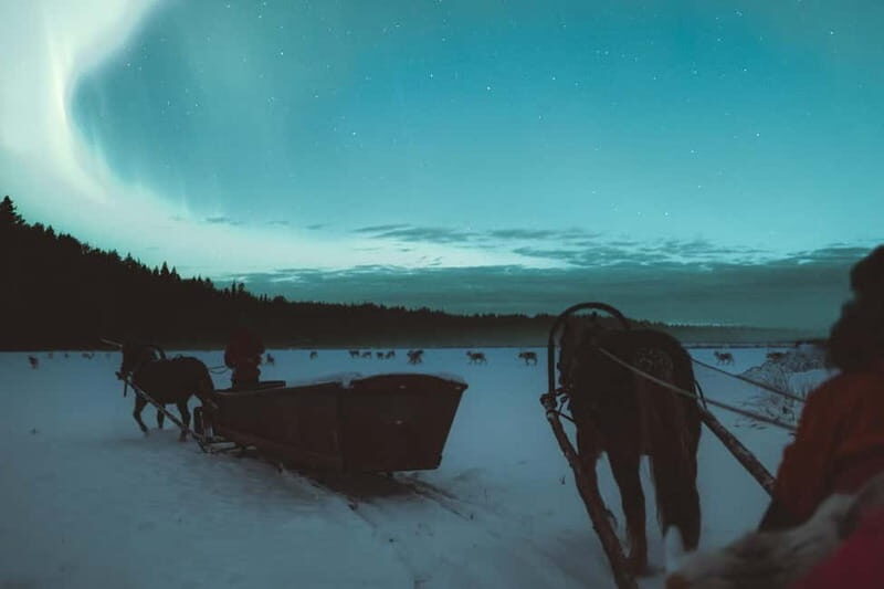 Rovaniemi: Horse Sleigh Ride under the Night Sky - Why This Tour is Worth It