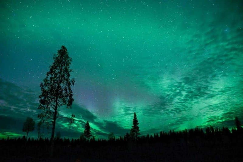 Rovaniemi: Horse Sleigh Ride under the Night Sky - The Ride Through Snowy Trails