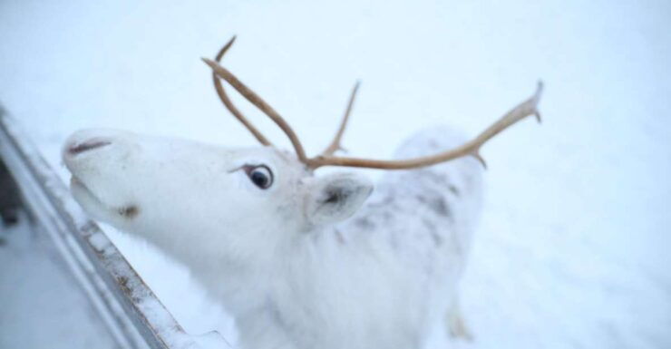 Rovaniemi: Husky and Reindeer Farm Visit With Sleigh Rides - Experience Highlights