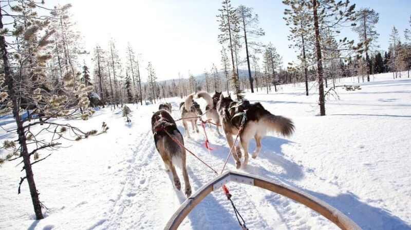 Rovaniemi: Husky and Reindeer farm with sleigh ride - Final Thoughts