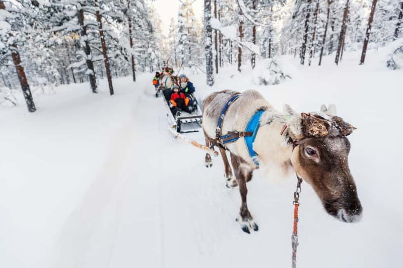 Rovaniemi: Husky Farm and Reindeer Experience - Good To Know