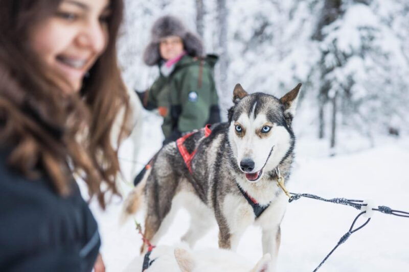 Rovaniemi: Husky Farm Visit with a Sledge Ride - Good To Know