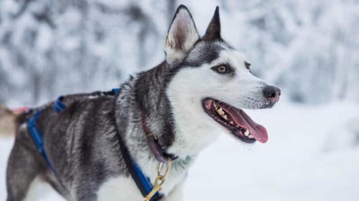 Rovaniemi: Husky Hugging and Sleigh Ride Adventure - Highlights of the Experience