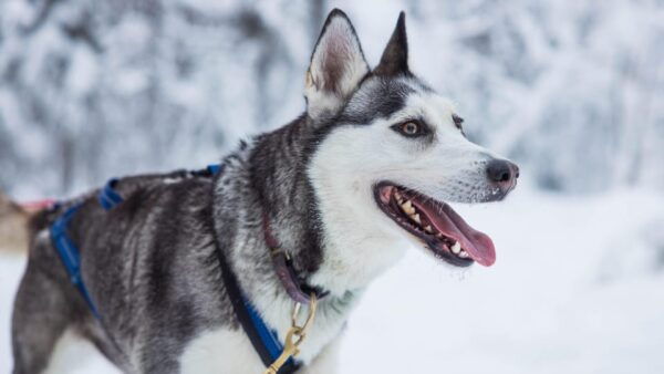 Rovaniemi: Husky Hugging and Sleigh Ride Adventure - Frequently Asked Questions