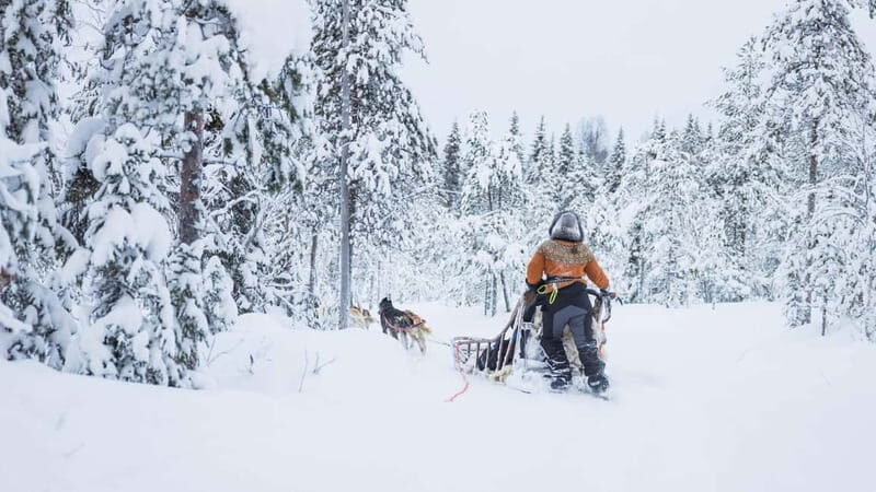 Rovaniemi: Husky & Reindeer Experience with Snowmobile Ride - What You Can Expect on This Arctic Adventure