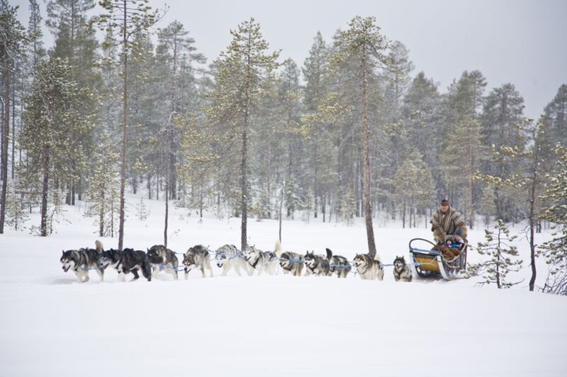 Rovaniemi: Husky & Reindeer Experience with Snowmobile Ride - Final Thoughts