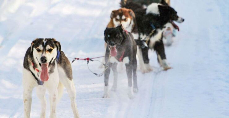 Rovaniemi: Husky Safari and Snowmobile Experience - Activity Details