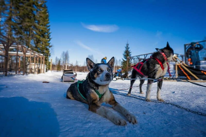 Rovaniemi: Husky Safari & Campfire BBQ 610 km SelfDrive - Authenticity & What Makes This Tour Special