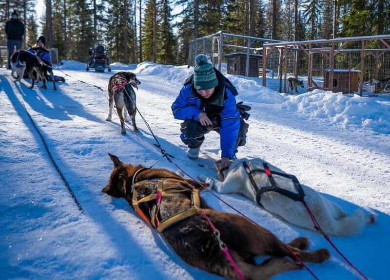 Rovaniemi: Husky Safari & Campfire BBQ 610 km SelfDrive - Who Would Love This Tour?