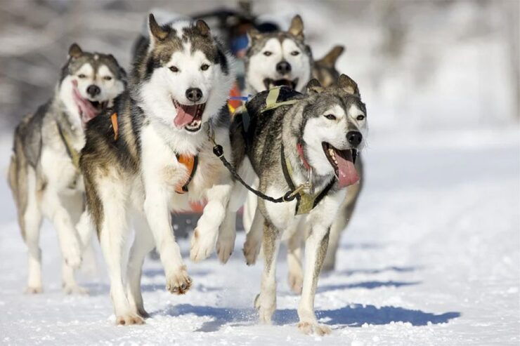 Rovaniemi: Husky Safari on a Snowy Trail - Activity Details