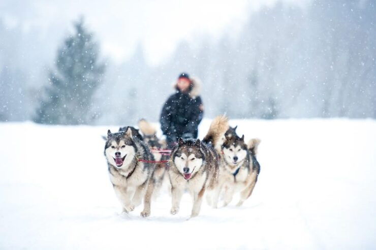 Rovaniemi: Husky Safari on a Snowy Trail - Husky Safari Experience