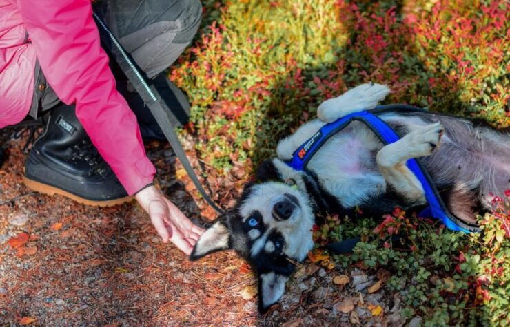 Rovaniemi: Husky Safari Tour & 6-10 Km Self-Driving Mushing - Tour Location & Duration
