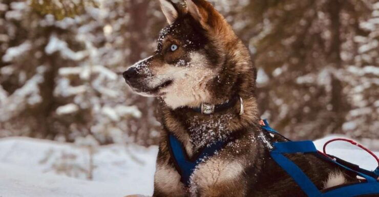 Rovaniemi: Husky Safari Tour & 6-10 Km Self-Driving Mushing - Activity Details