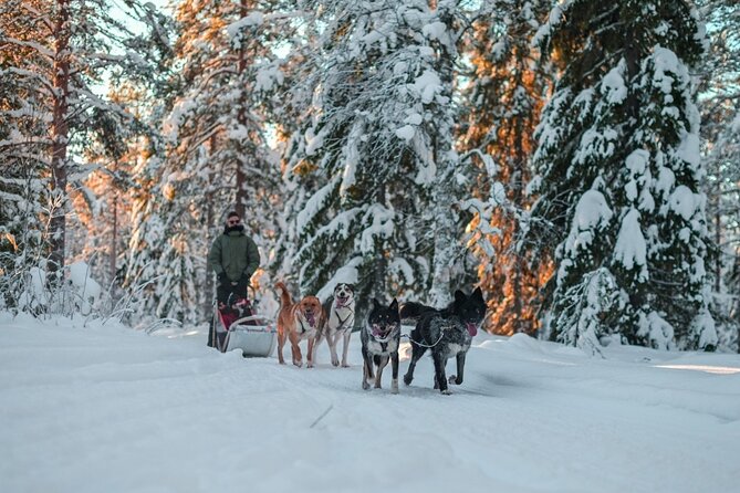Rovaniemi: Husky Safari Tour & 6-10 Km Self-Driving Mushing - Tour Location: Rovaniemi