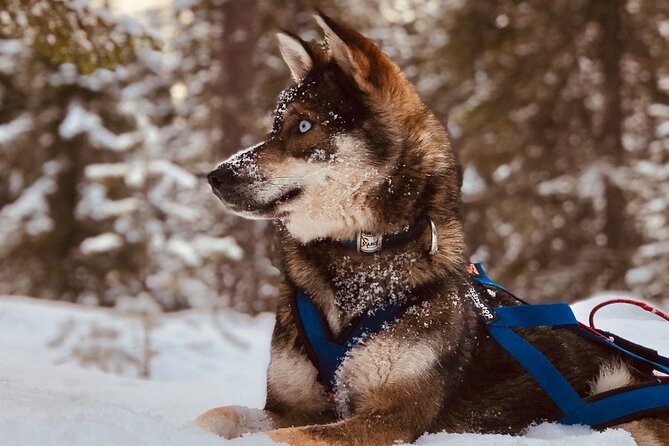 Rovaniemi: Husky Safari Tour & 6-10 Km Self-Driving Mushing - Tour Duration: 4 Hours