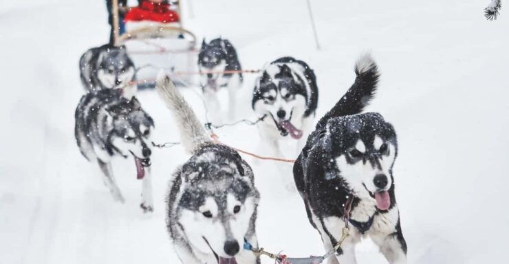 Rovaniemi: Husky Sled Ride and Farm Visit - Good To Know