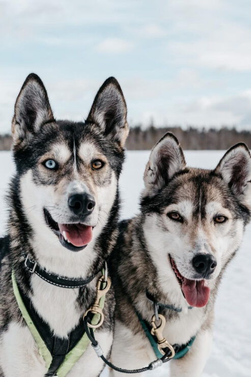 Rovaniemi: Husky Sled Ride and Farm Visit - Pricing and Booking Details