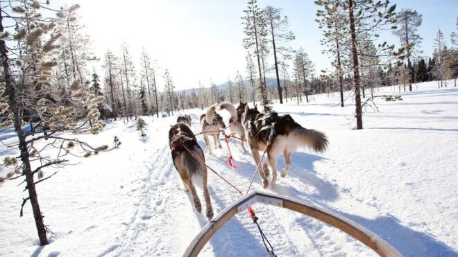 Rovaniemi: Husky Sled Ride and Farm Visit - Scenic Drive to the Farm