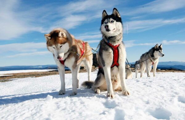 Rovaniemi: Husky Sled Ride and Farm Visit - Interaction With Huskies