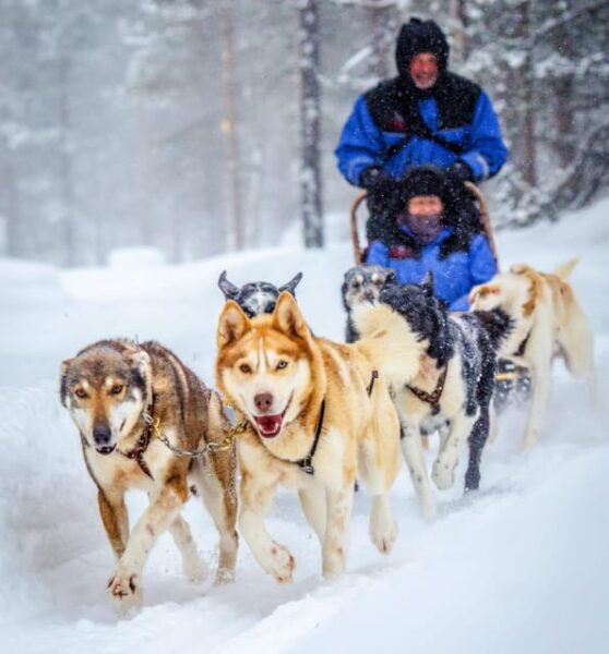 Rovaniemi: Husky Sled Ride and Farm Visit - Frequently Asked Questions