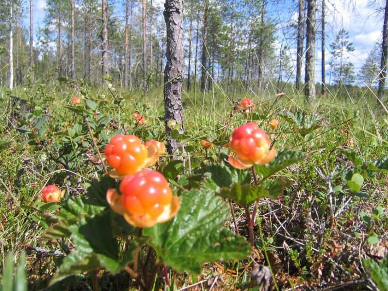 Rovaniemi: Insider Berry and Mushroom Picking & Pancakes - An In-Depth Review of Rovaniemi’s Berry & Mushroom Tour