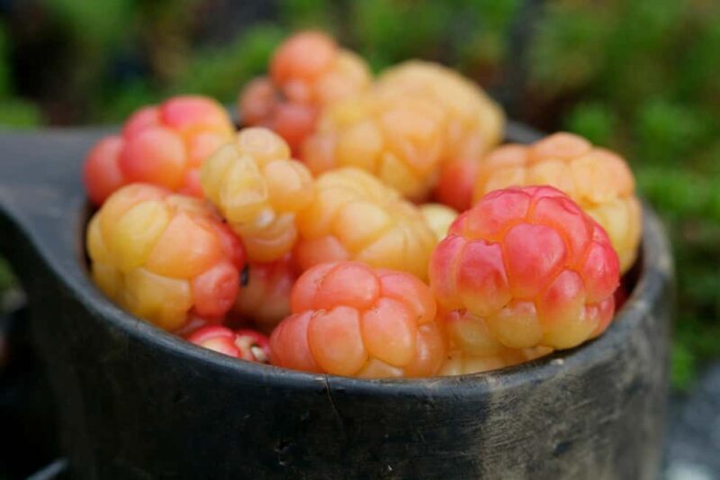 Rovaniemi: Insider Berry and Mushroom Picking & Pancakes - The Sum Up