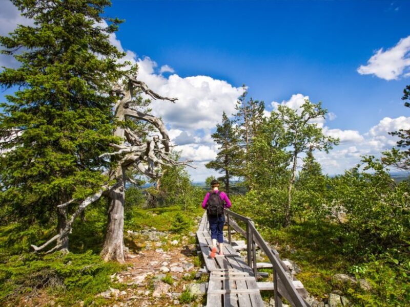 Rovaniemi: Korouoma Canyon Hike and Barbecue Experience - Notable Reviews & Insights