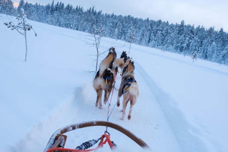 Rovaniemi: Lapland Wilderness Husky Safari 7,5 km - A Detailed Look at the Husky Safari Experience