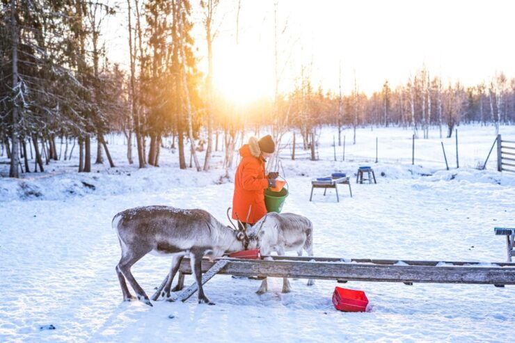 Rovaniemi: Local Reindeer Farm Visit With 2 Km Sleigh Ride - Good To Know