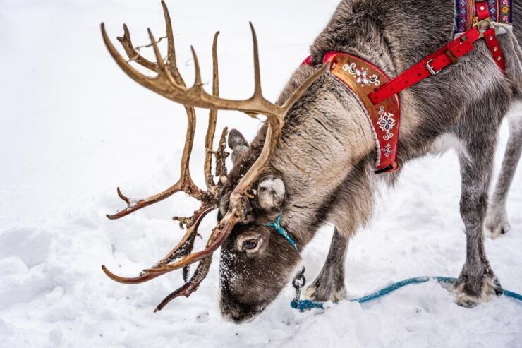 Rovaniemi: Local Reindeer Farm Visit With 2 Km Sleigh Ride - Experience at Reindeer Farm