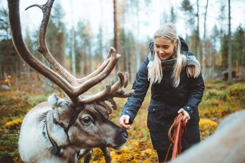 Rovaniemi: Meet and Feed Reindeer - Good To Know