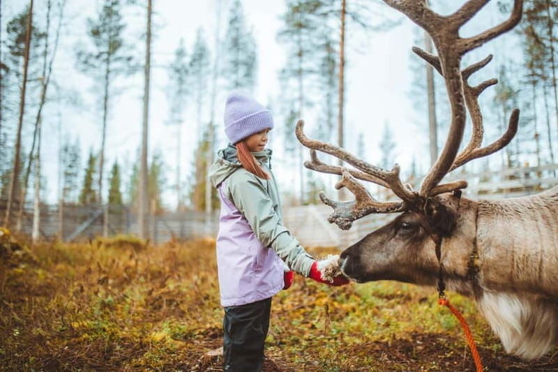 Rovaniemi: Meet and Feed Reindeer - FAQs