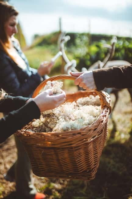 Rovaniemi: Meet Santa Claus and His Friends - Practical Details and Considerations