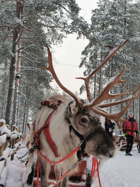 Rovaniemi: Meet Santa Claus, Reindeer Sleigh Ride & Huskies - The Sum Up: Is It Worth It?