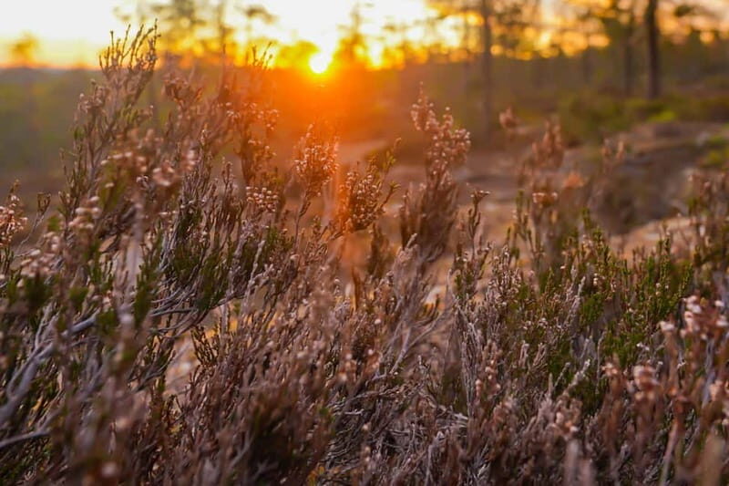 Rovaniemi: Midnight Sun Delight - Final Thoughts