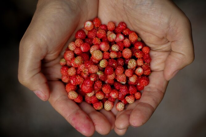 Rovaniemi: Mushrooms & Wild Berries Picking Tour - Tour Duration: 3 Hours
